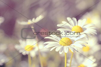 daisy flowering pastel colors