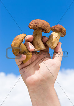 Three Boletus mushroom in hand