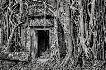 Ancient stone temple door and tree roots, monochrome view
