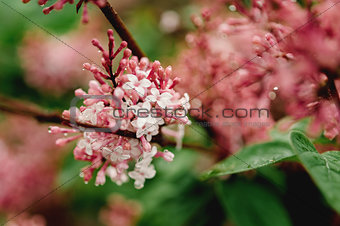 Syringa vulgaris - Lilac flower
