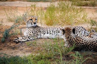 Cheetah in African bush 