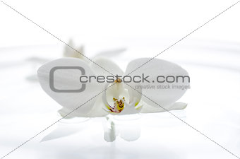 Orchid flower floating on the water