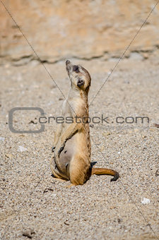 Side view of suricate looking up