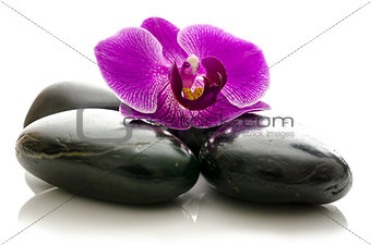 Violet orchid on black spa stones