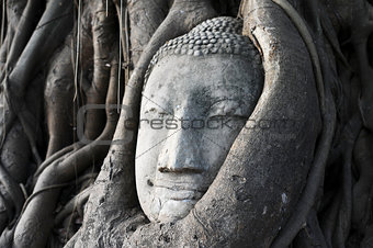 Head of a historical Sandstone Buddha