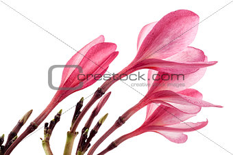 Pink frangipani flower or plumeria isolated on white