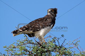 Black-breasted snake eagle