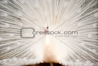White Peacock with Feathers Out
