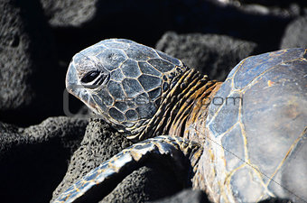 Hawaiian Greenback Sea Turtle