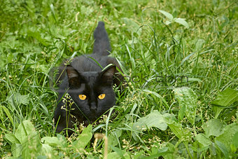 Black cat in ambush outdoors