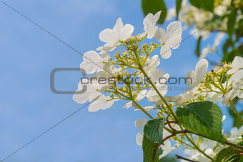 Blossoming tree brunch with white flowers