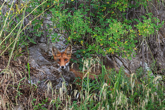 European red fox 