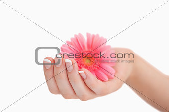 French manicured hand holding flower