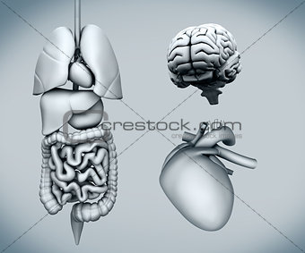 Diagram of human organs