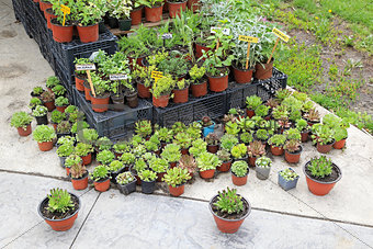 Herb plants