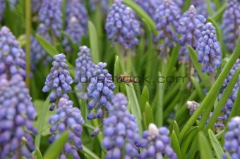 Bee and grape hyacinth