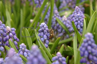 Bee on grape hyacinth