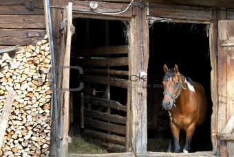 horse in  stable