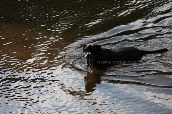 Huey, Black dog drinking in the water.