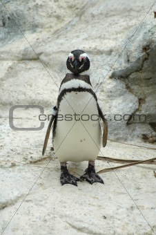 Magellenic penguin