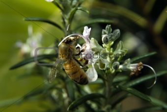 Bee on Rosemary flower
