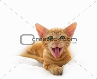 Yawning Cute Cat