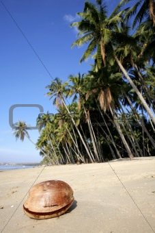 Coconut on Beach