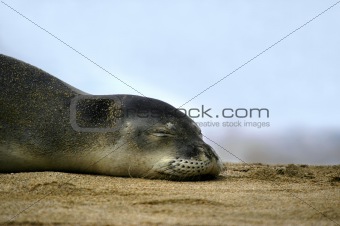 Kauai's Monk Seal