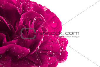 Close-up of magenta carnation with water droplets