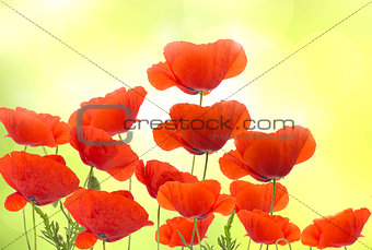 Group of red poppies flowers