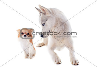 siberian husky and chihuahua