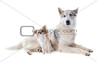 siberian husky and chihuahua