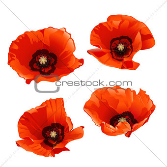Set of red poppies isolated on white background.
