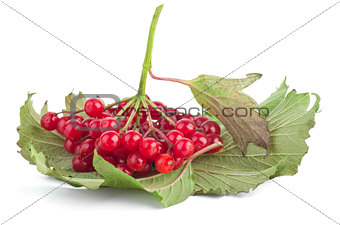 Red viburnum berries  with leaf