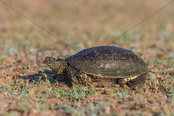 European bog turtle (emys orbicularis)