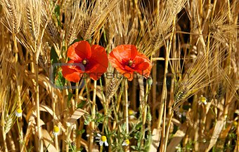 Poppies among the wheat.