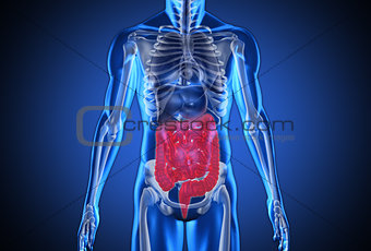 Digital blue human with highlighted digestive system