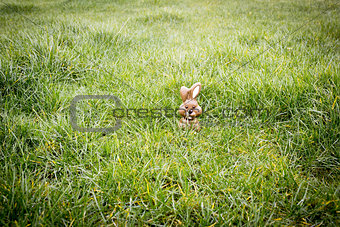 Chocolate bunny hiding in the grass