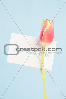 A beautiful tulip with a get well soon card