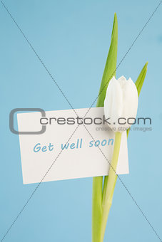 White tulip with a get well soon card on a blue background