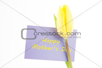 Beautiful yellow tulip with a mauve happy mothers day card on a white background