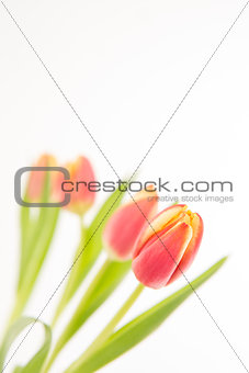 Close up of four tulips in line on a white background