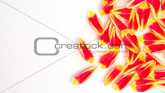 Tulips petal on a white background