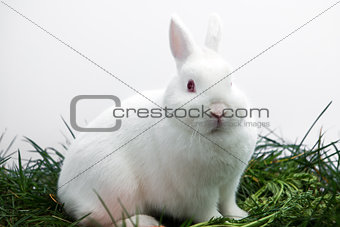 Fluffy white bunny rabbit sitting on grass
