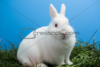 White bunny rabbit sitting on grass