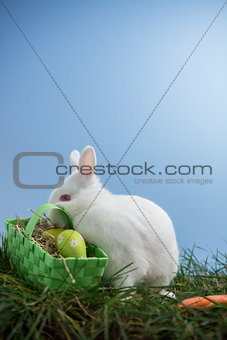 White bunny rabbit sitting on grass with basket of eggs