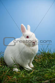 White fluffy bunny sitting on grass