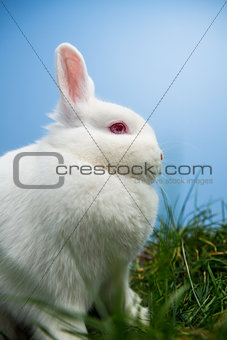 White fluffy rabbit sitting on grass