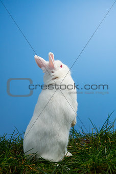 White fluffy bunny standing up on the grass