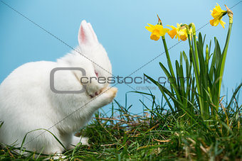 White fluffy bunny scratching its nose beside daffodils